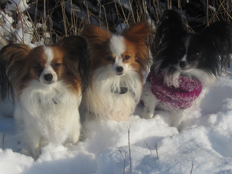 Unsere Hunde
